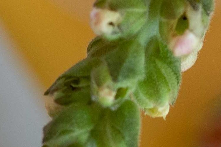 Open Zoomed Related Entry GiladRadat -0885.JPG