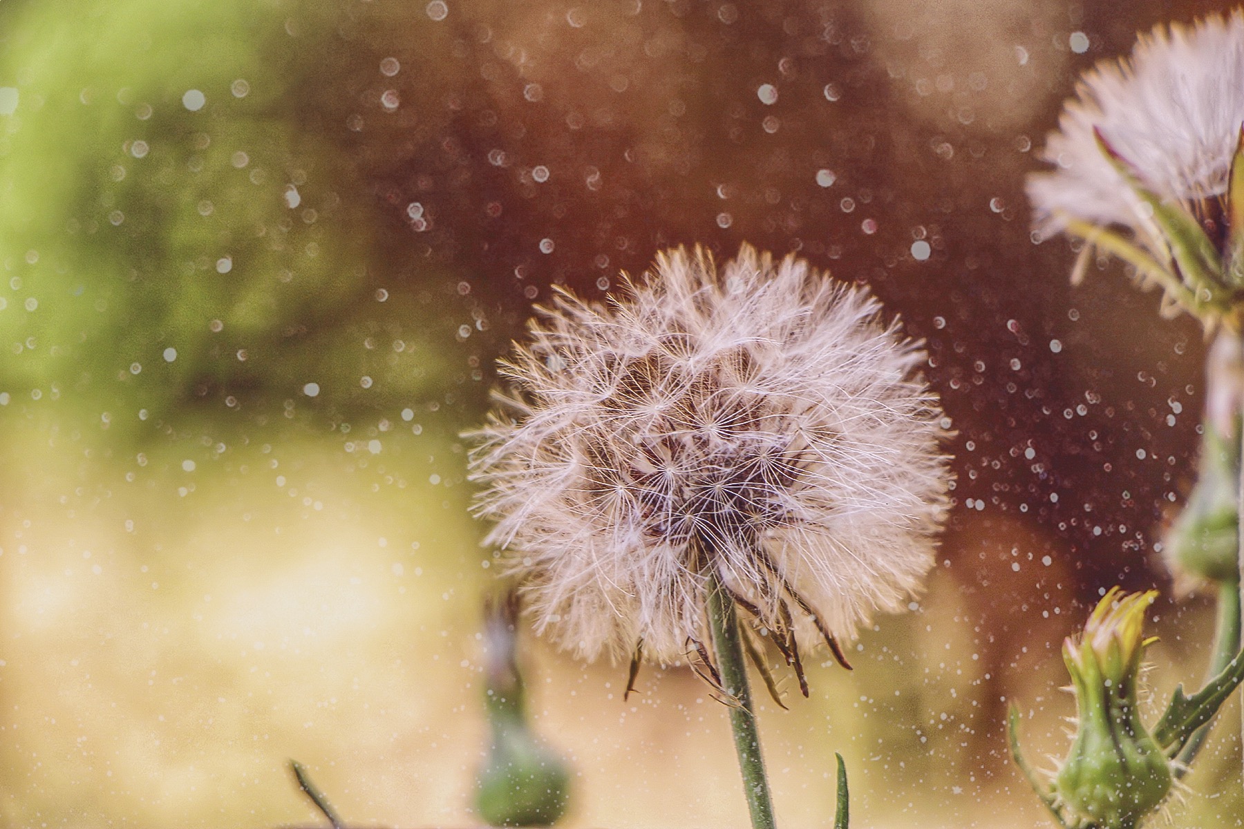 Entry 154027 in Portfolio by Lina Shapira A photography