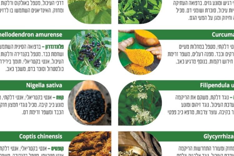 Open Zoomed Related Entry פלייר11.jpg