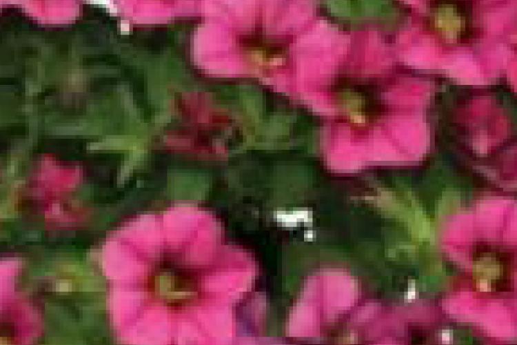 Open Zoomed Related Entry עיצוב7.jpg