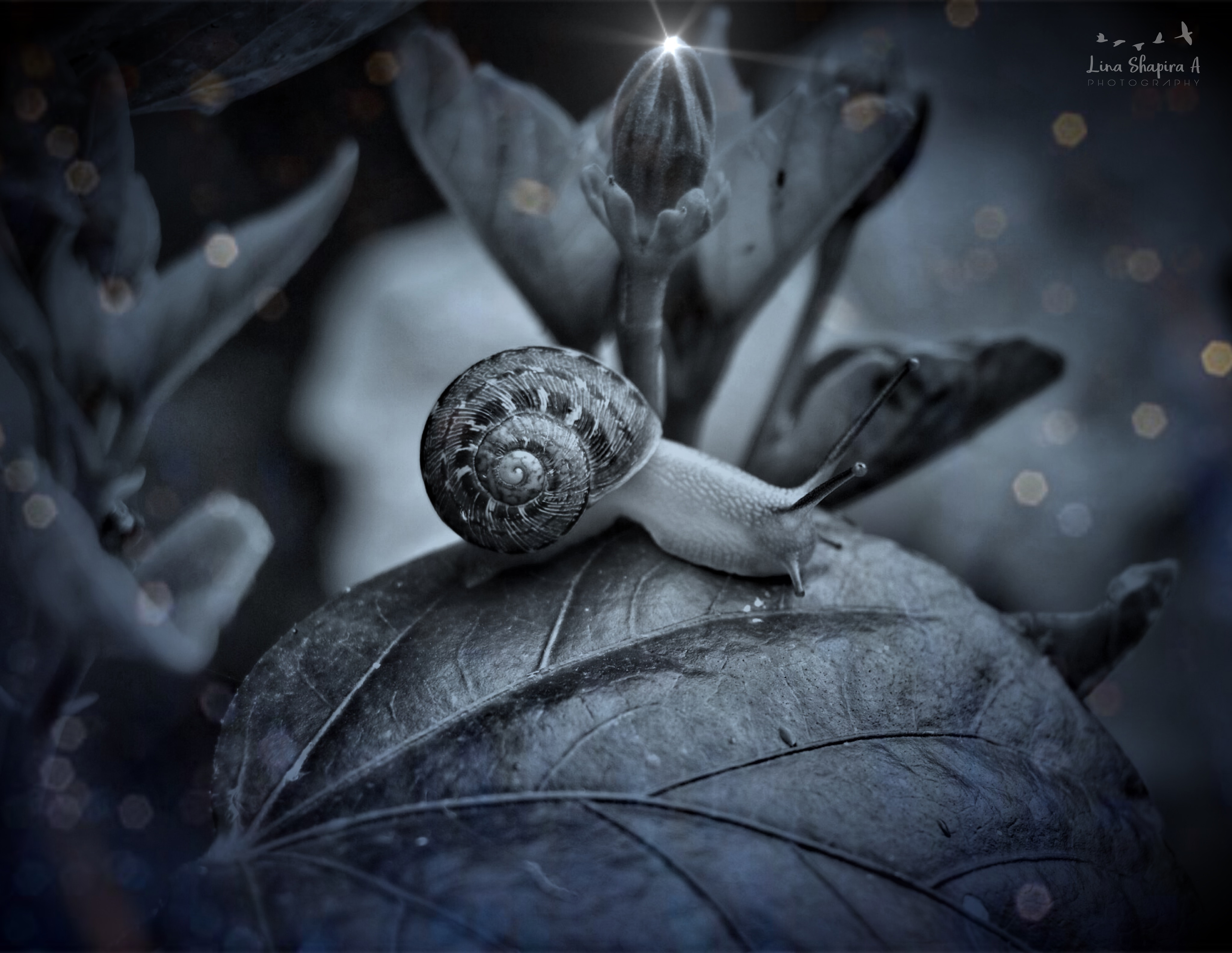 Entry 154013 in Portfolio by Lina Shapira A photography