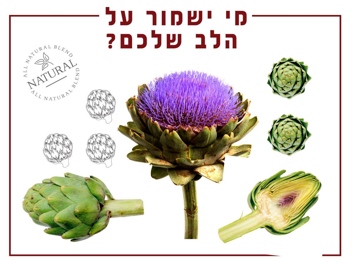 Entry 192067 in צמחי מרפא by דנה דרבינסקי - כתיבה, סושיאל, עריכה, הובלת פרויקטי תוכן