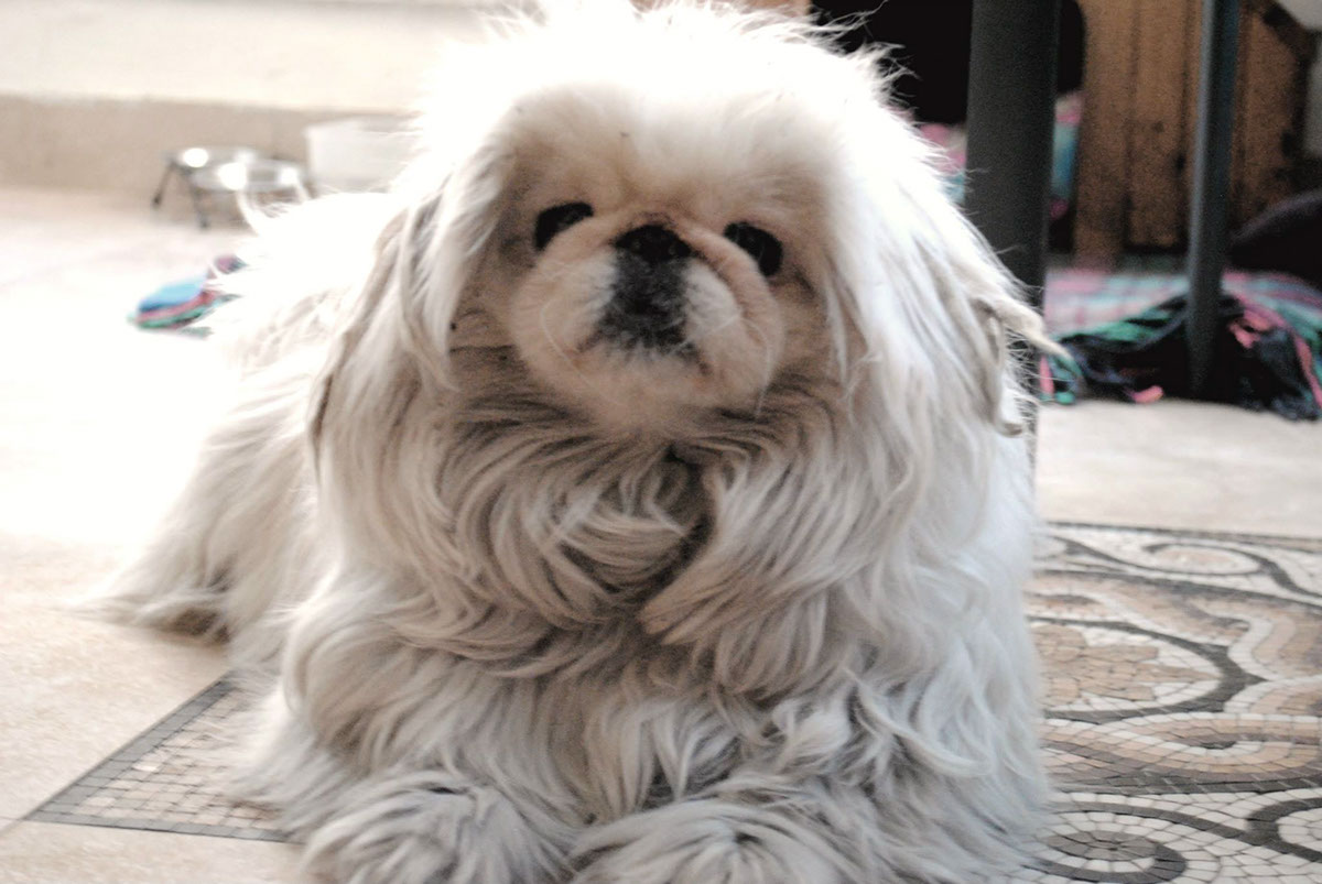 Entry 104417 in Photography Pets by DC DESIGNS