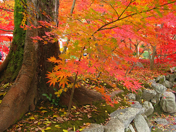 Entry 111288 in Japan Autumn leaves by Sweet-Art