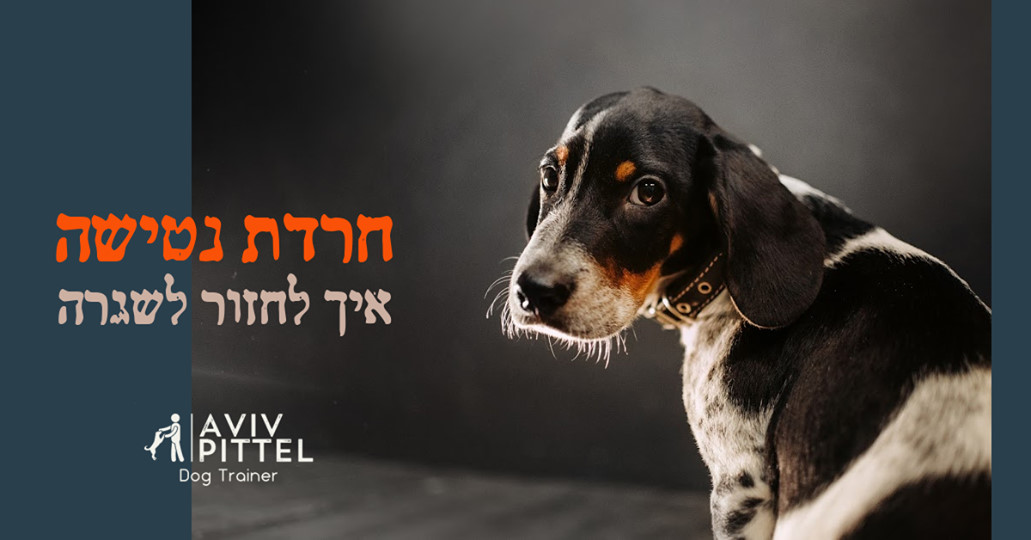 Entry 254740 in בעלי חיים :) by Orit Slama
