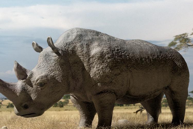 Open Zoomed Related Entry Rhino_COMP_01.png