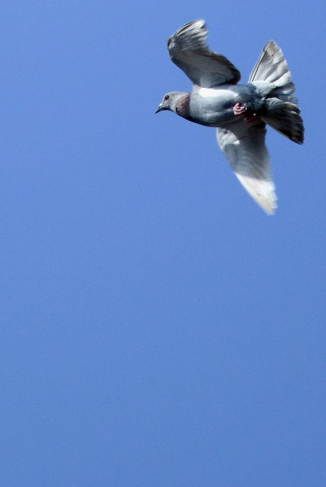 Entry 104407 in Photography The Pigeon by DC DESIGNS