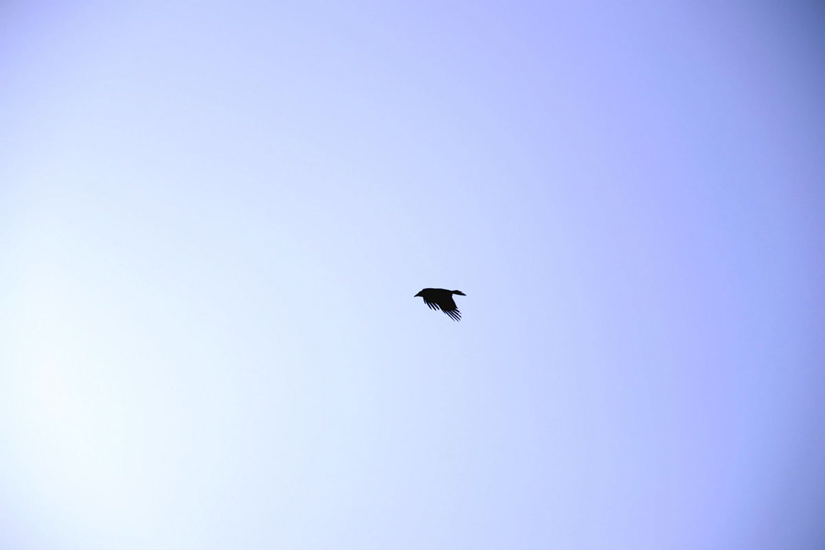 Entry 104411 in Photography The Pigeon by DC DESIGNS