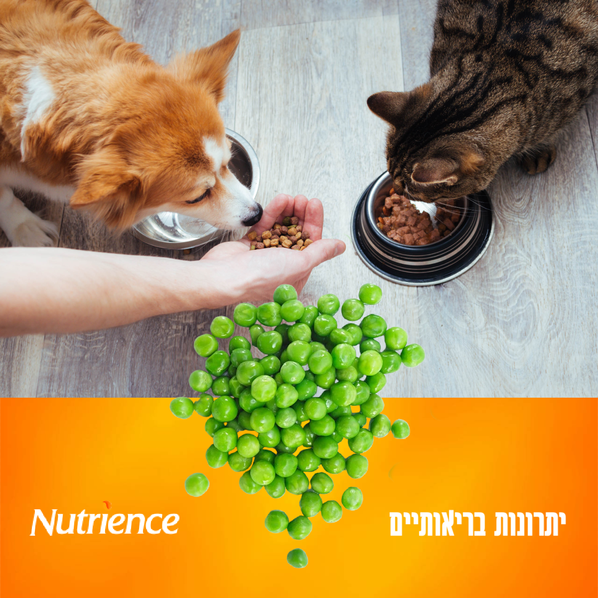 Entry 254730 in בעלי חיים :) by Orit Slama