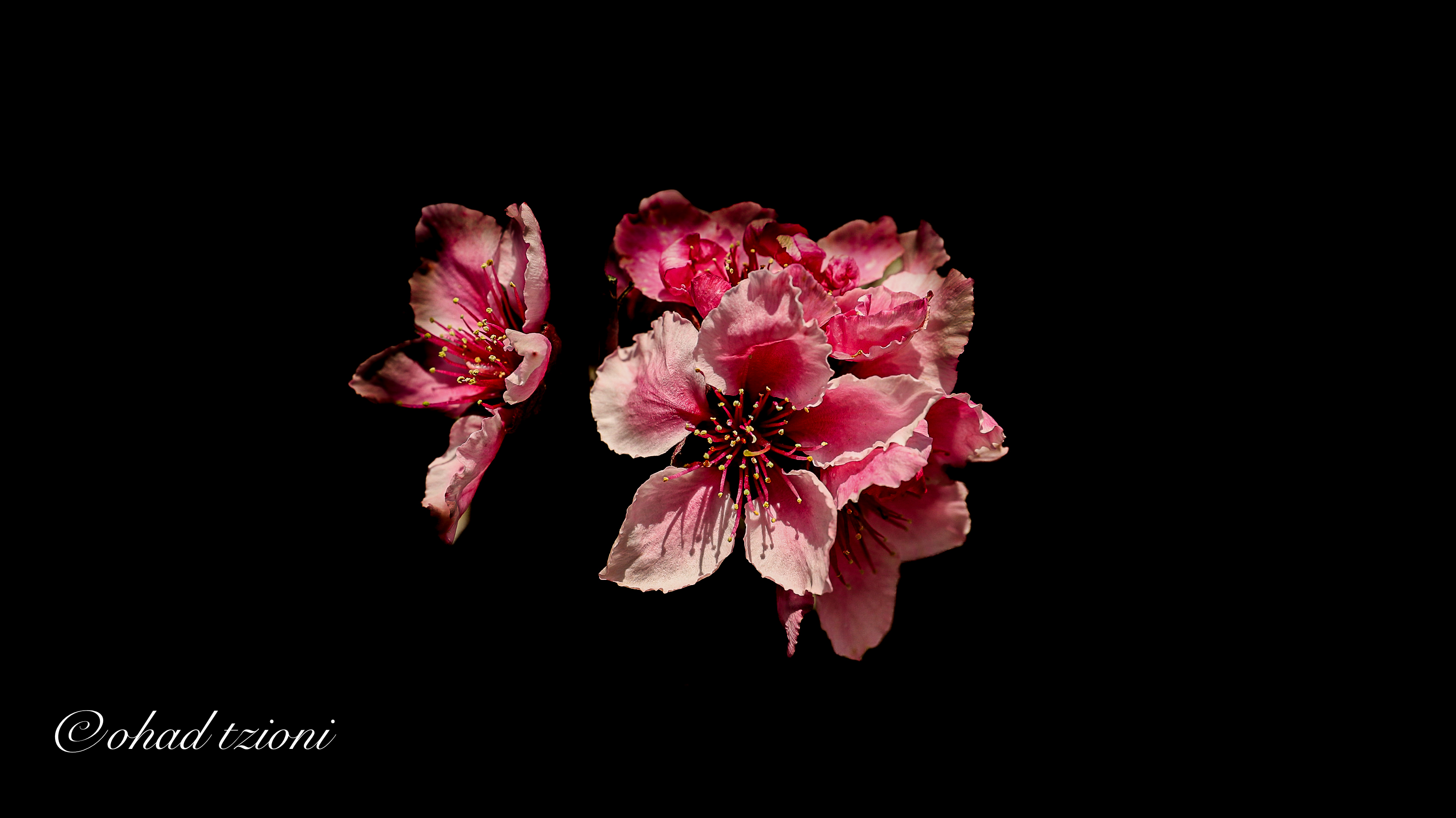 Entry 289983 in Portfolio by Ophoto