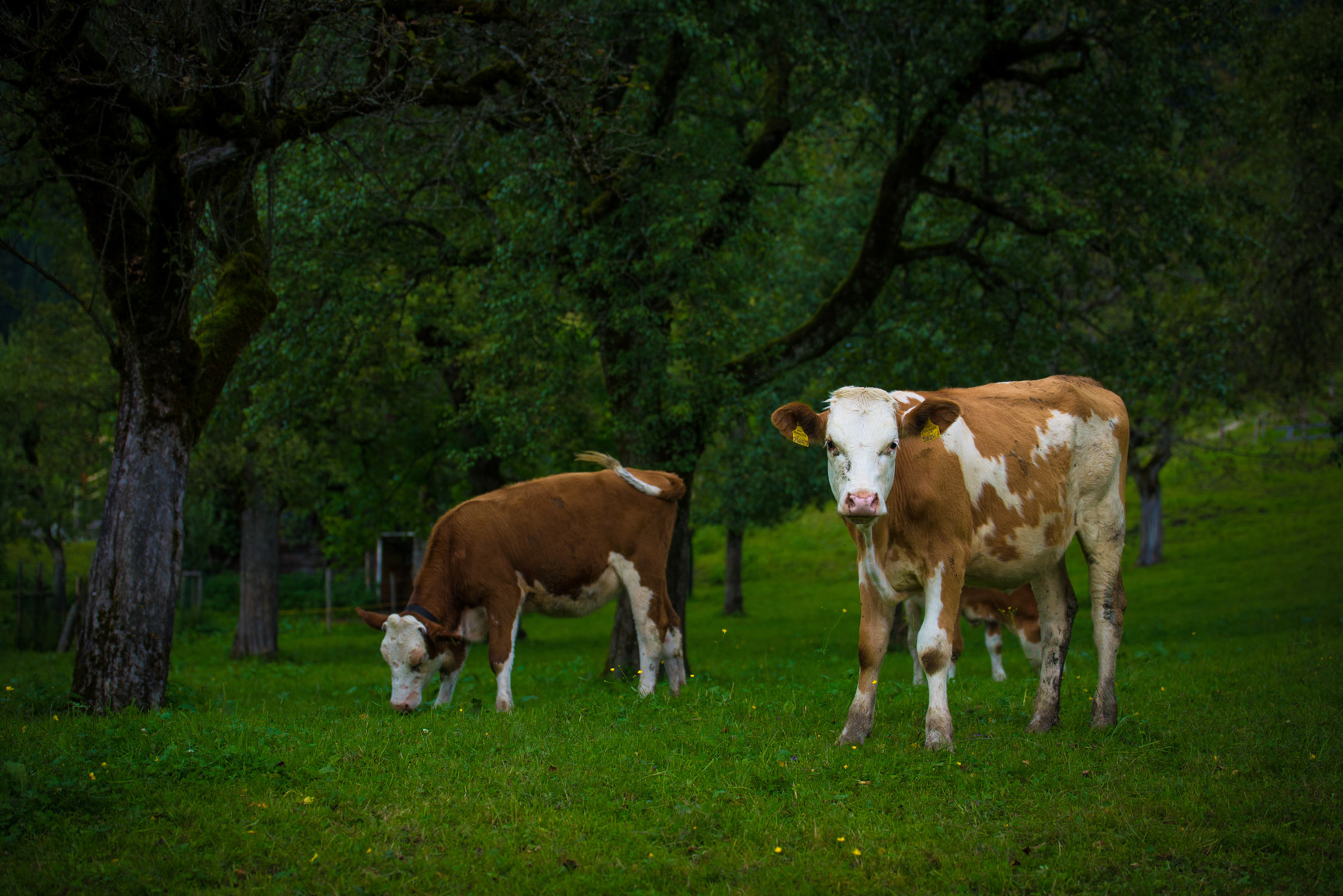 Entry 119000 in Animals by Ron Stollman Photography