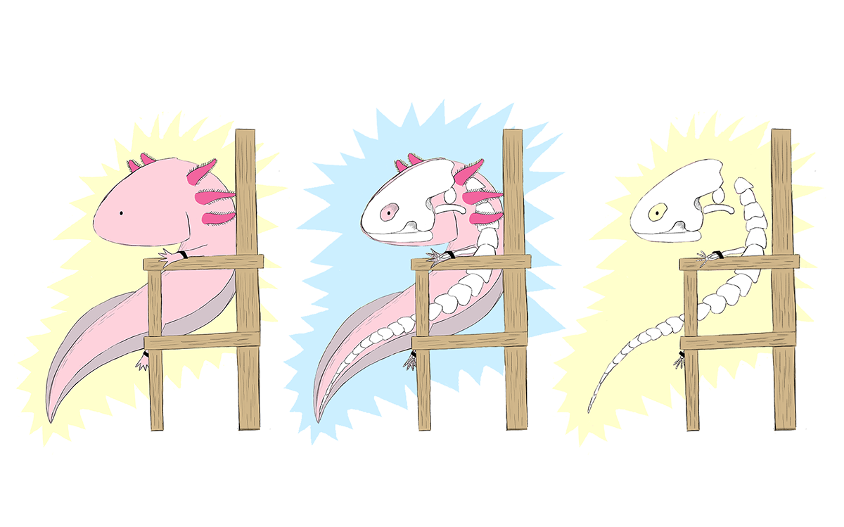 Entry 83914 in Funky Animals | Web by Hilla Rose