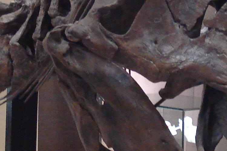 Open Zoomed Related Entry DI Trex 02.JPG