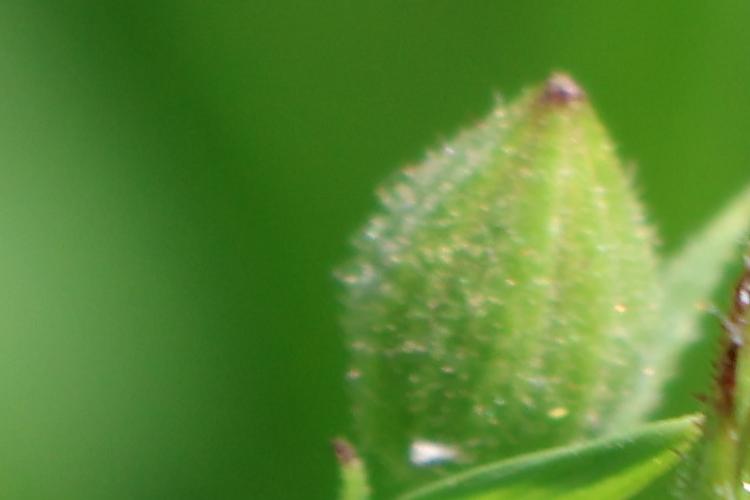 Open Zoomed Related Entry 30.JPG