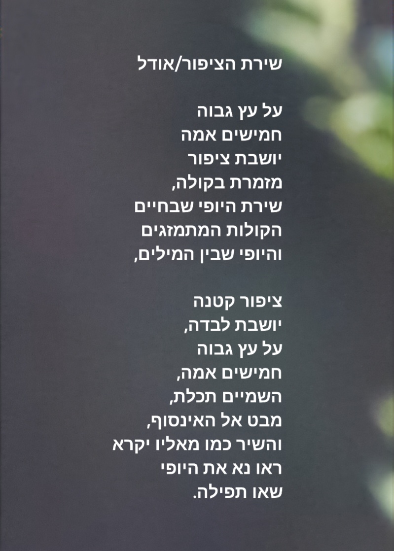 Entry 339054 in Portfolio by המילה הכתובה