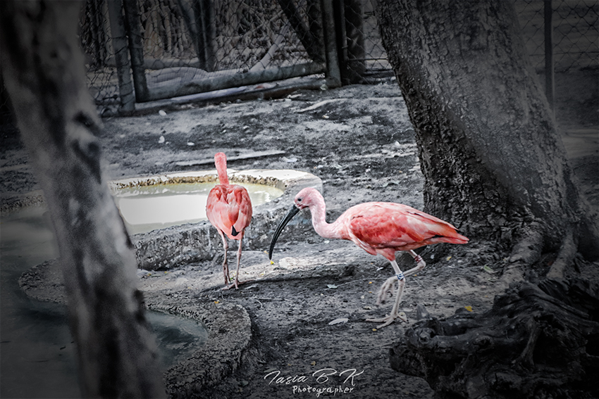 Entry 230097 in Portfolio by artshineart artshineart