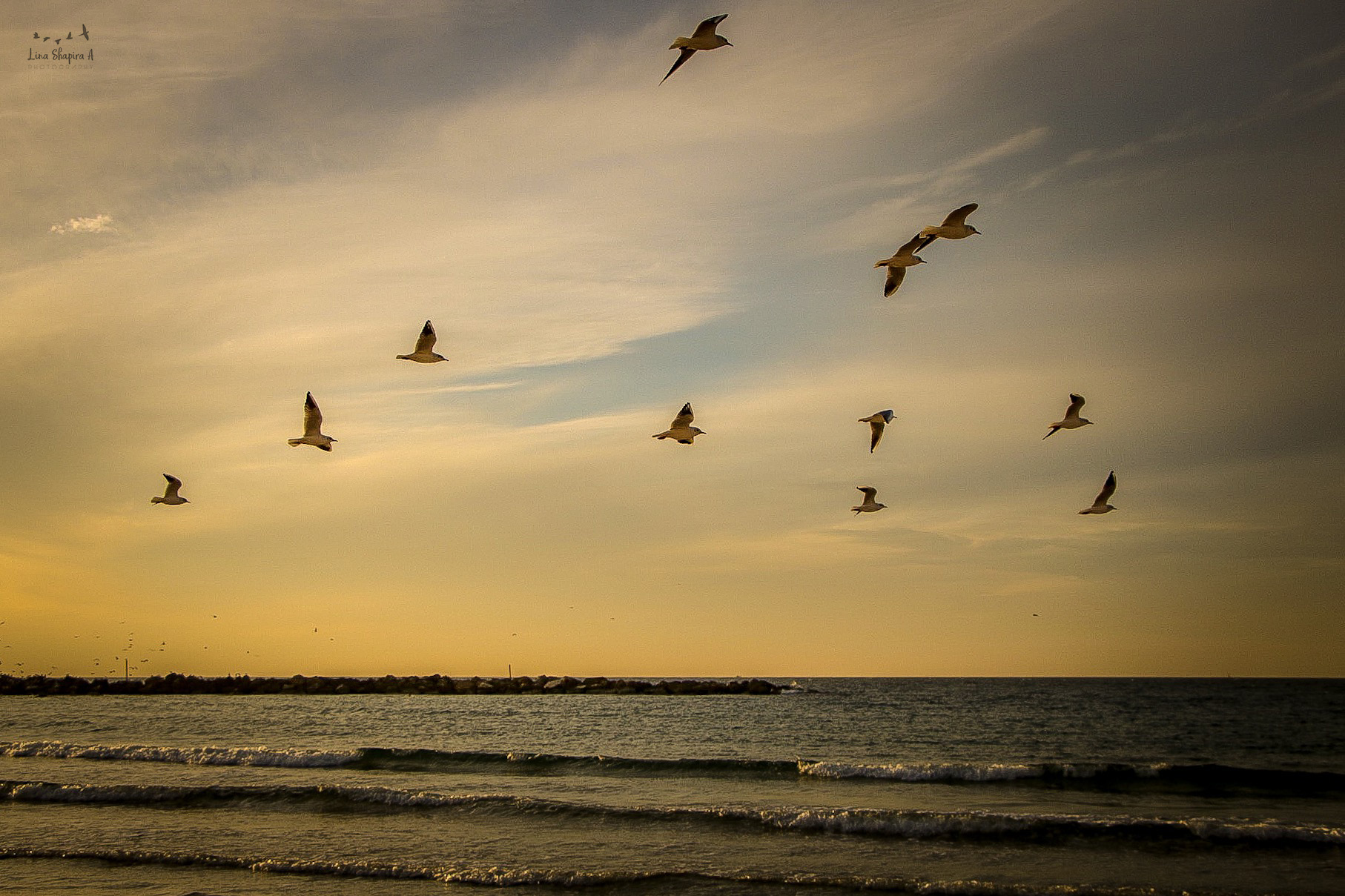 Entry 154030 in Portfolio by Lina Shapira A photography