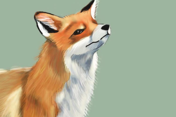 Open Zoomed Related Entry fox_social_01.jpg