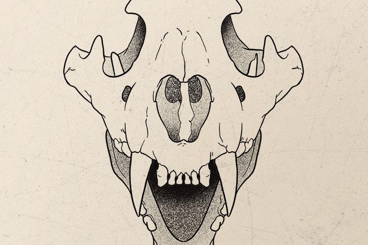 Open Zoomed Related Entry fox s.jpg