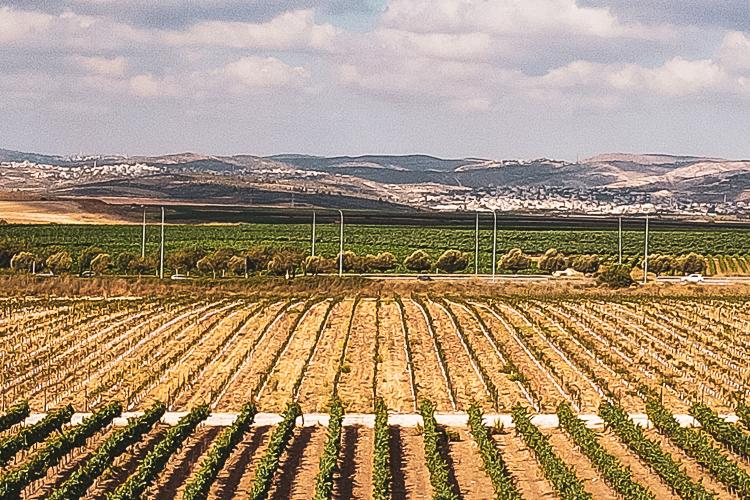 Open Zoomed Related Entry עמק האלה