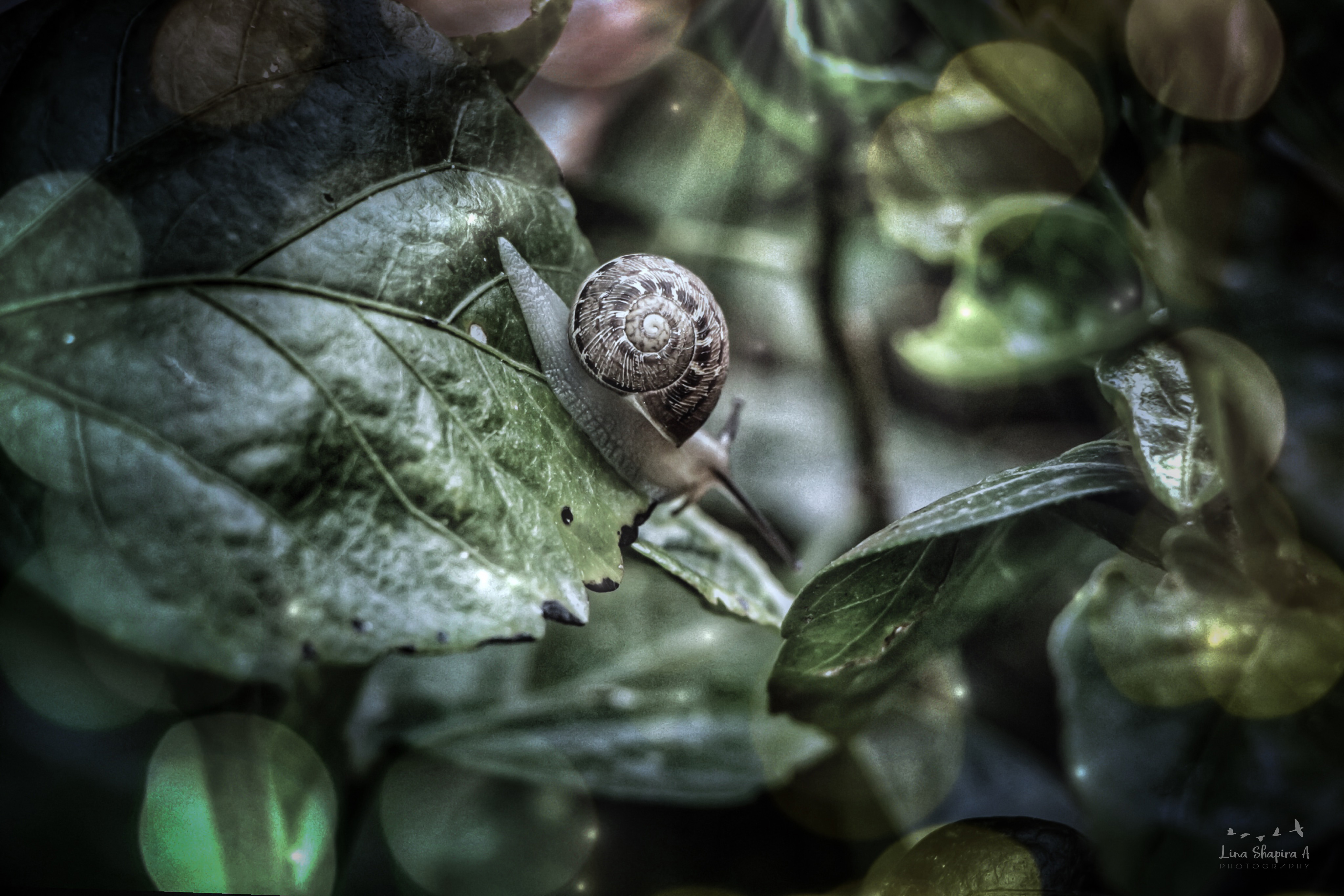 Entry 154015 in Portfolio by Lina Shapira A photography