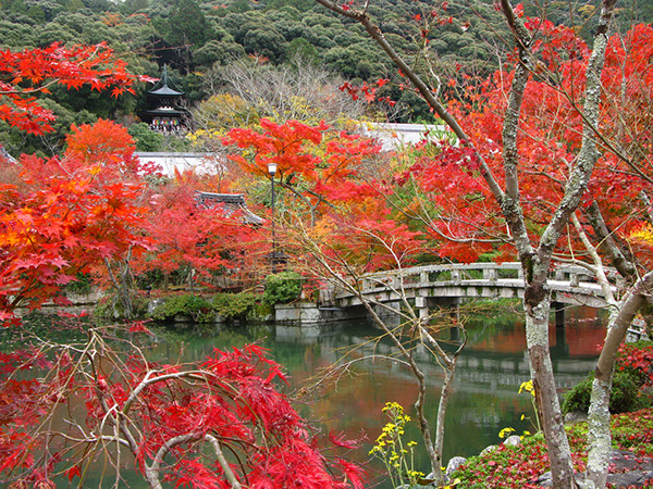 Entry 111285 in Japan Autumn leaves by Sweet-Art
