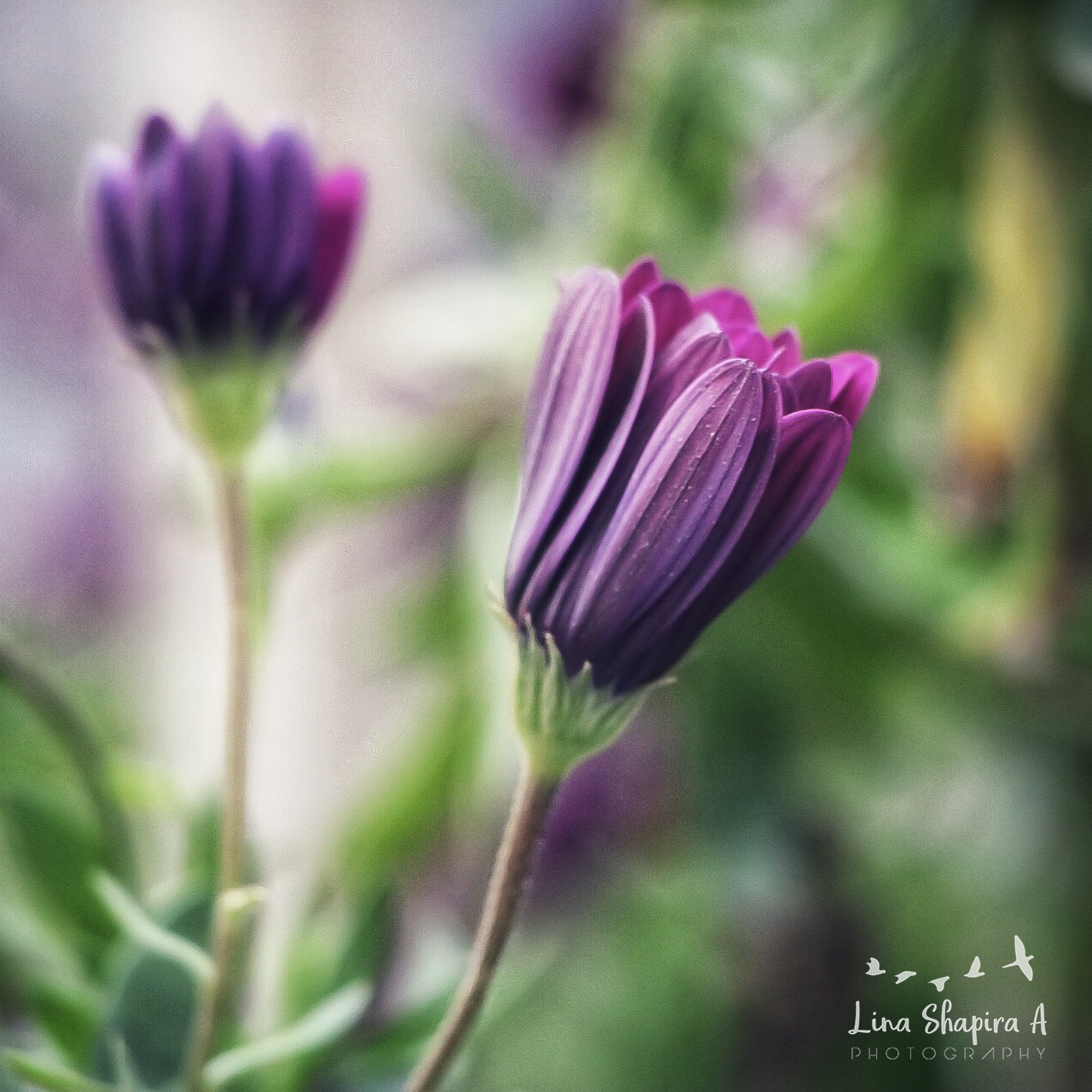 Entry 154037 in Portfolio by Lina Shapira A photography