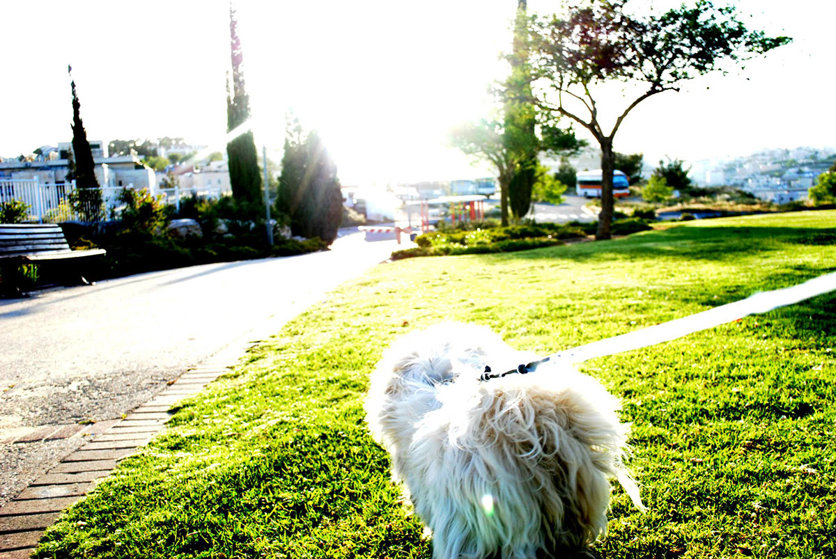 Entry 104415 in Photography Pets by DC DESIGNS