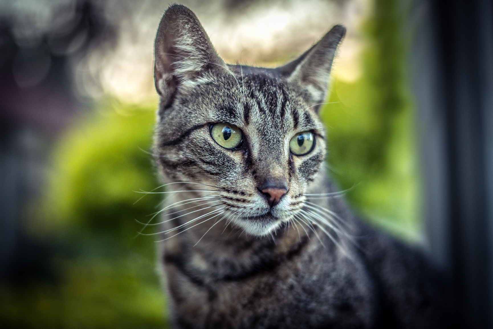 Entry 119007 in Animals by Ron Stollman Photography