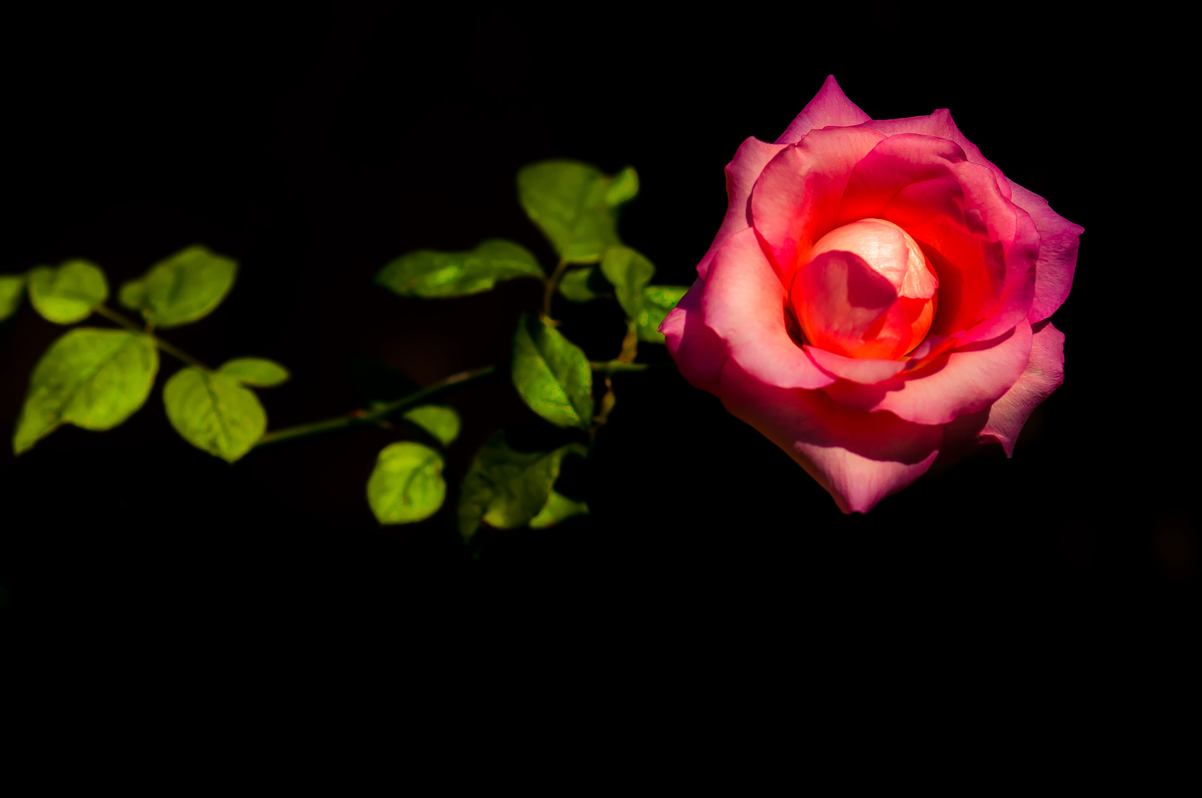 Entry 121506 in Miscellaneous by Ron Stollman Photography