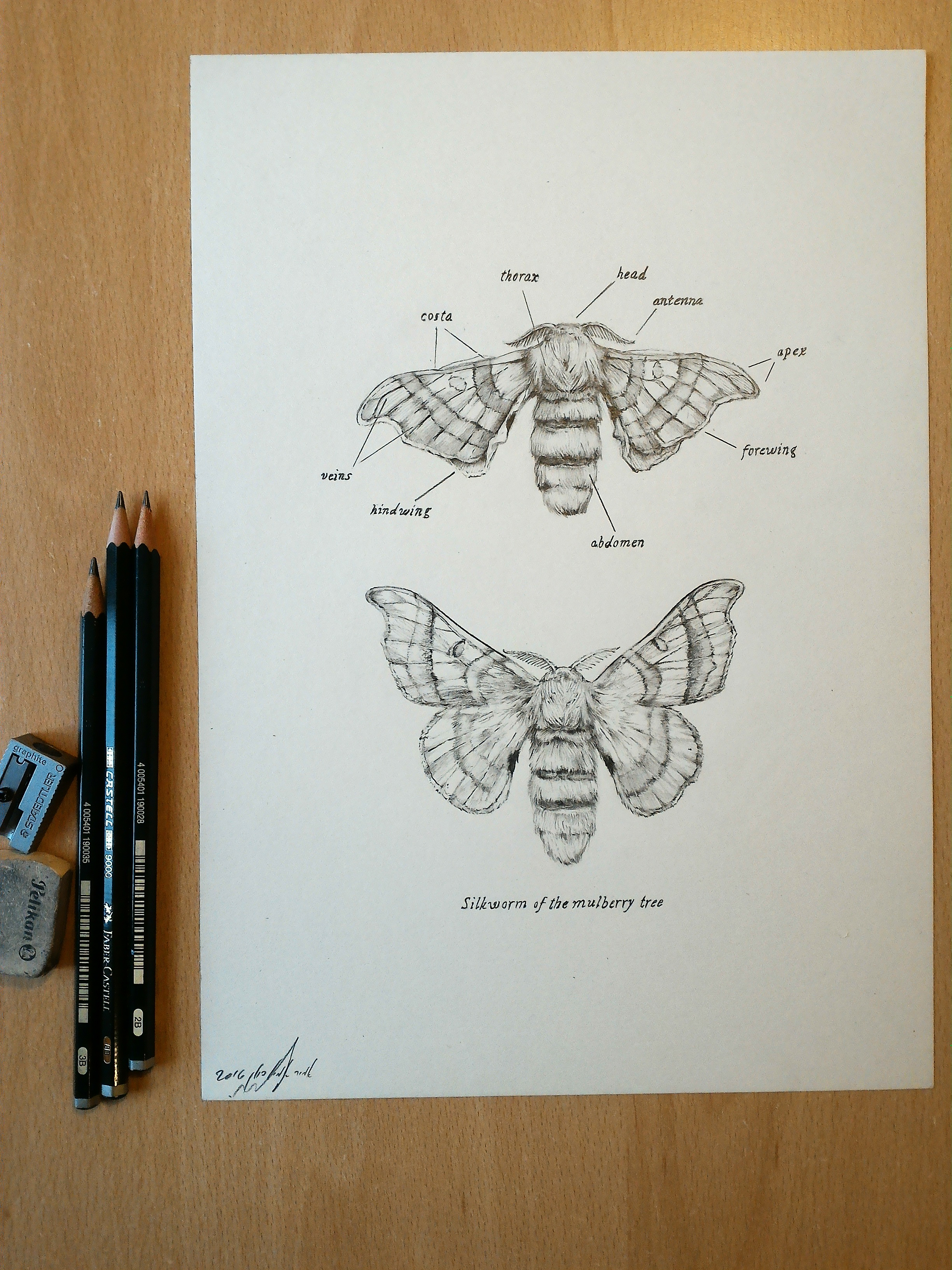 Entry 127056 in Portfolio by אמיר פולק - איור, קונספט ארט, מידול,  CG Art