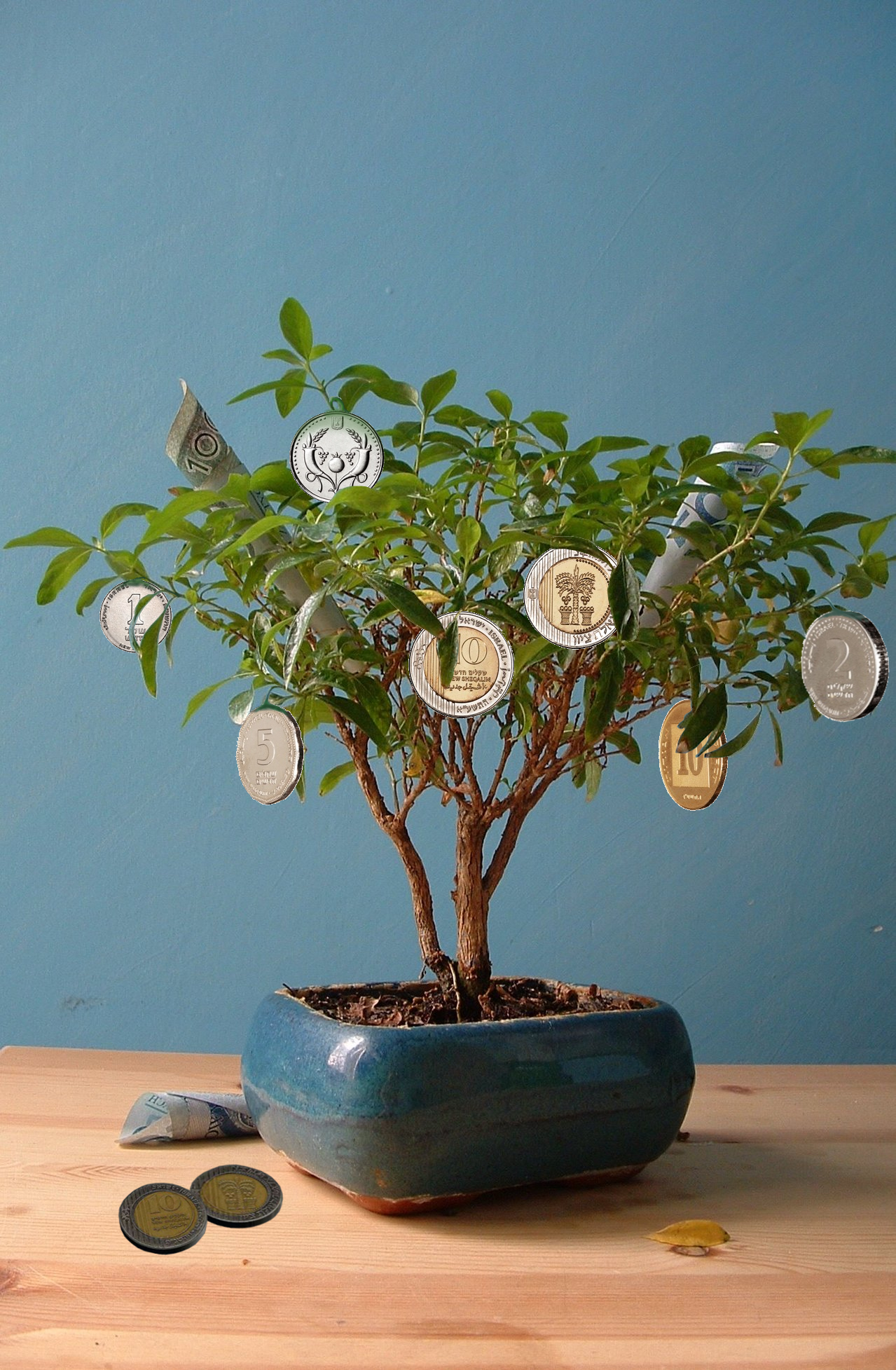 Entry 158598 in Portfolio by חוה אלבוים