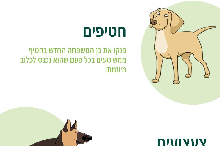 Open Zoomed Related Entry המקום הכי שווה בבית.png