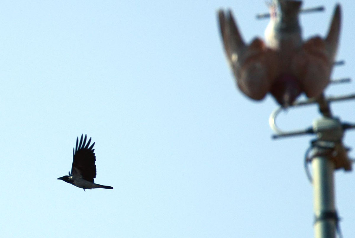 Entry 104404 in Photography The Pigeon by DC DESIGNS