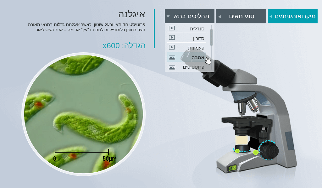 Entry 260012 in Portfolio by דפנה אלון - עיצוב חווית משתמש