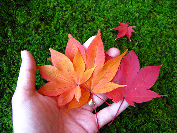 Entry 111293 in Japan Autumn leaves by Sweet-Art