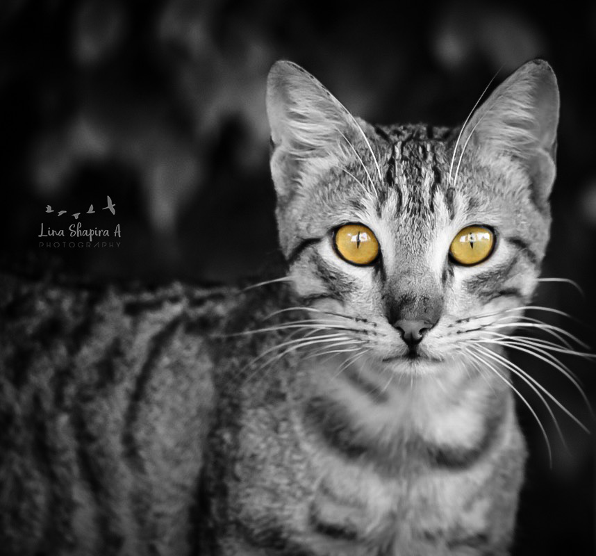 Entry 154017 in Portfolio by Lina Shapira A photography