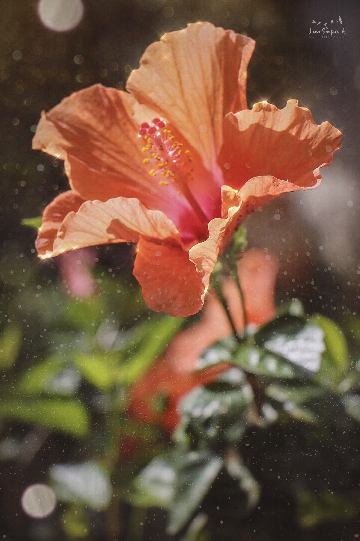 Entry 154023 in Portfolio by Lina Shapira A photography