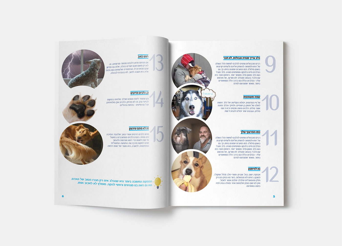 Entry 216958 in 15 Facts about Dogs by ענבר סיני עיצוב גרפי