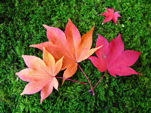 Entry 111294 in Japan Autumn leaves by Sweet-Art