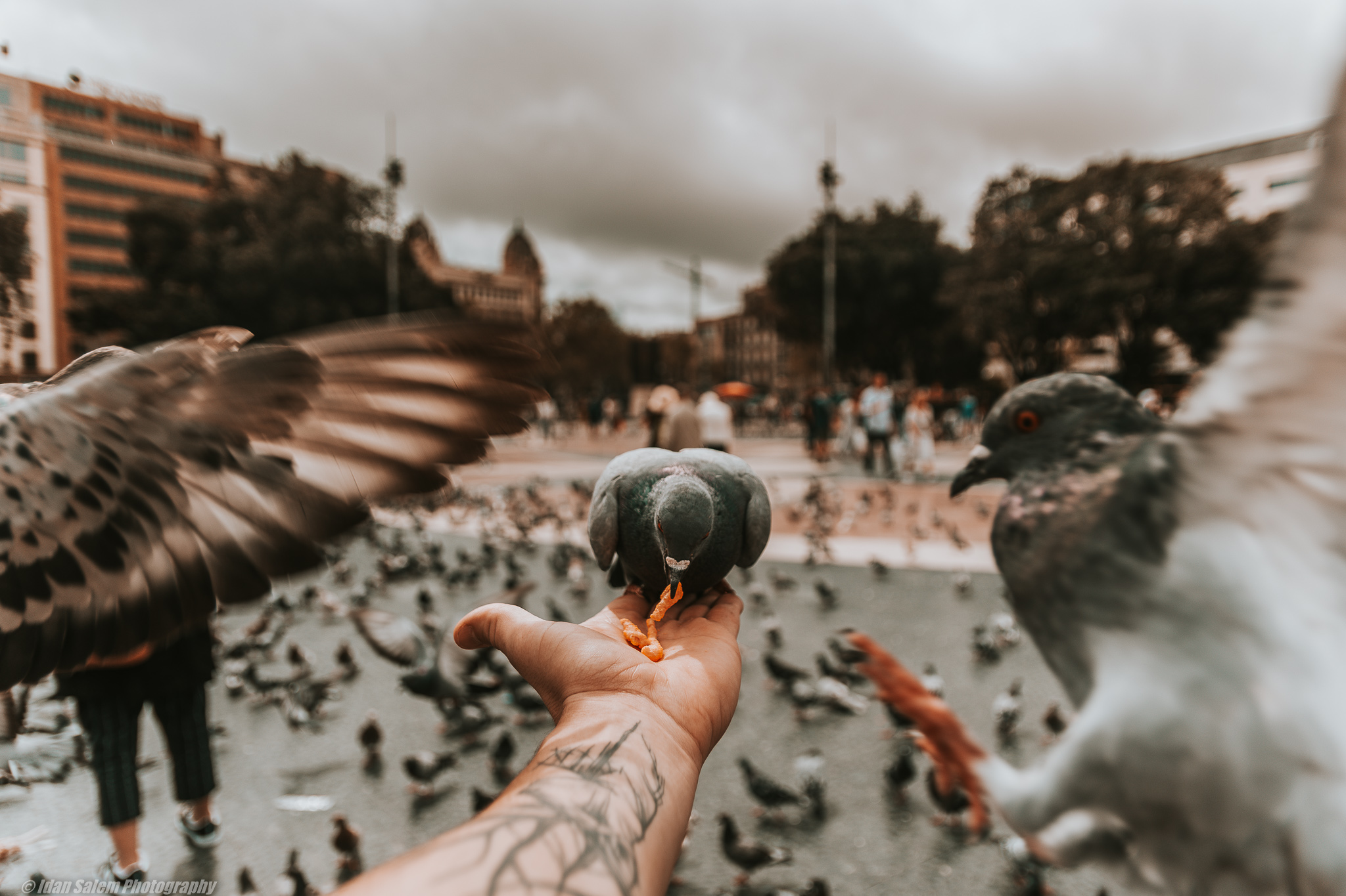 Entry 177287 in Portfolio by Idan Salem Photography