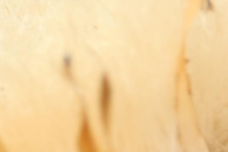 Open Zoomed Related Entry IMG_9916.JPG