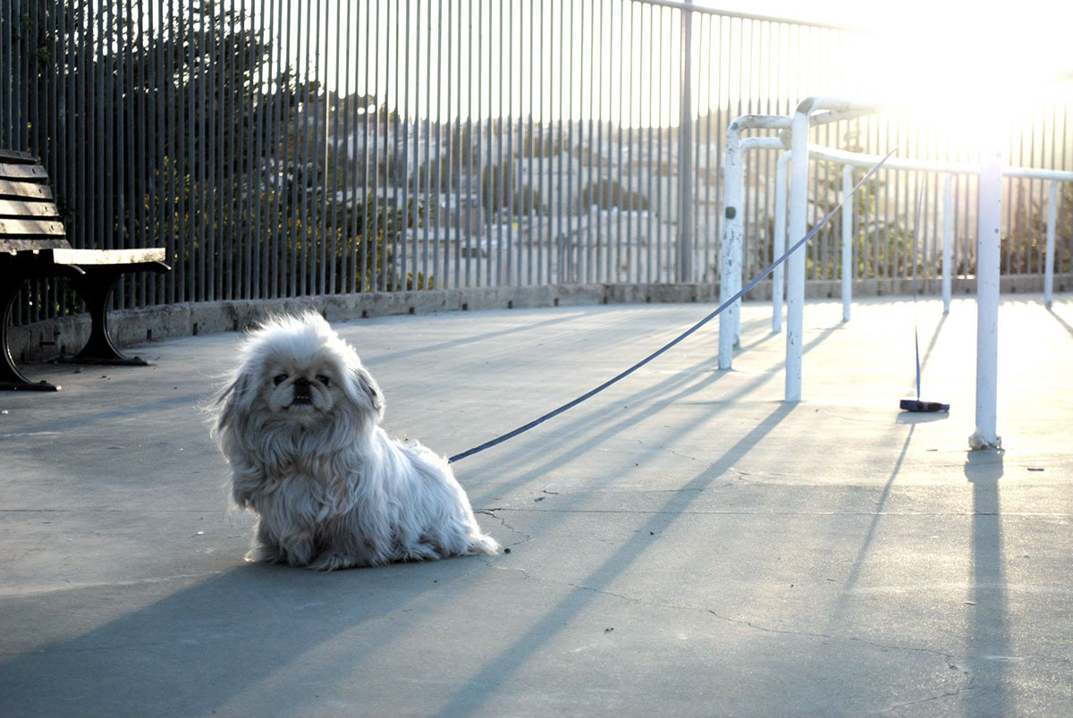 Entry 104420 in Photography Pets by DC DESIGNS