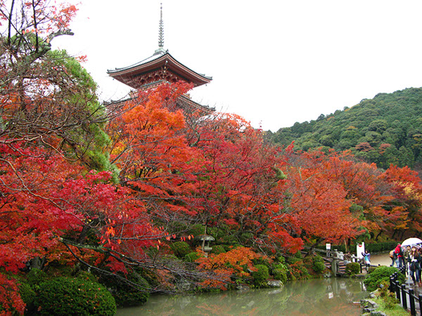 Entry 111305 in Japan Autumn leaves by Sweet-Art