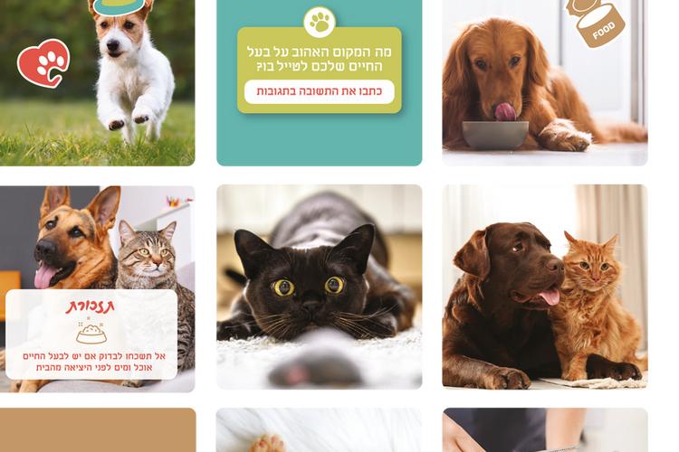 PETS ARE PAWSOME thumbnail