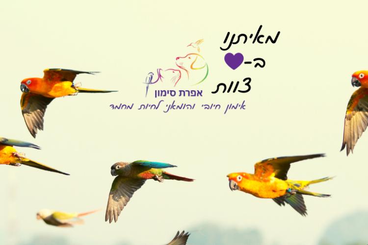 Open Entry 283105 in אפרת סימון- עיצוב לסושיאל by מירב טל CREATION