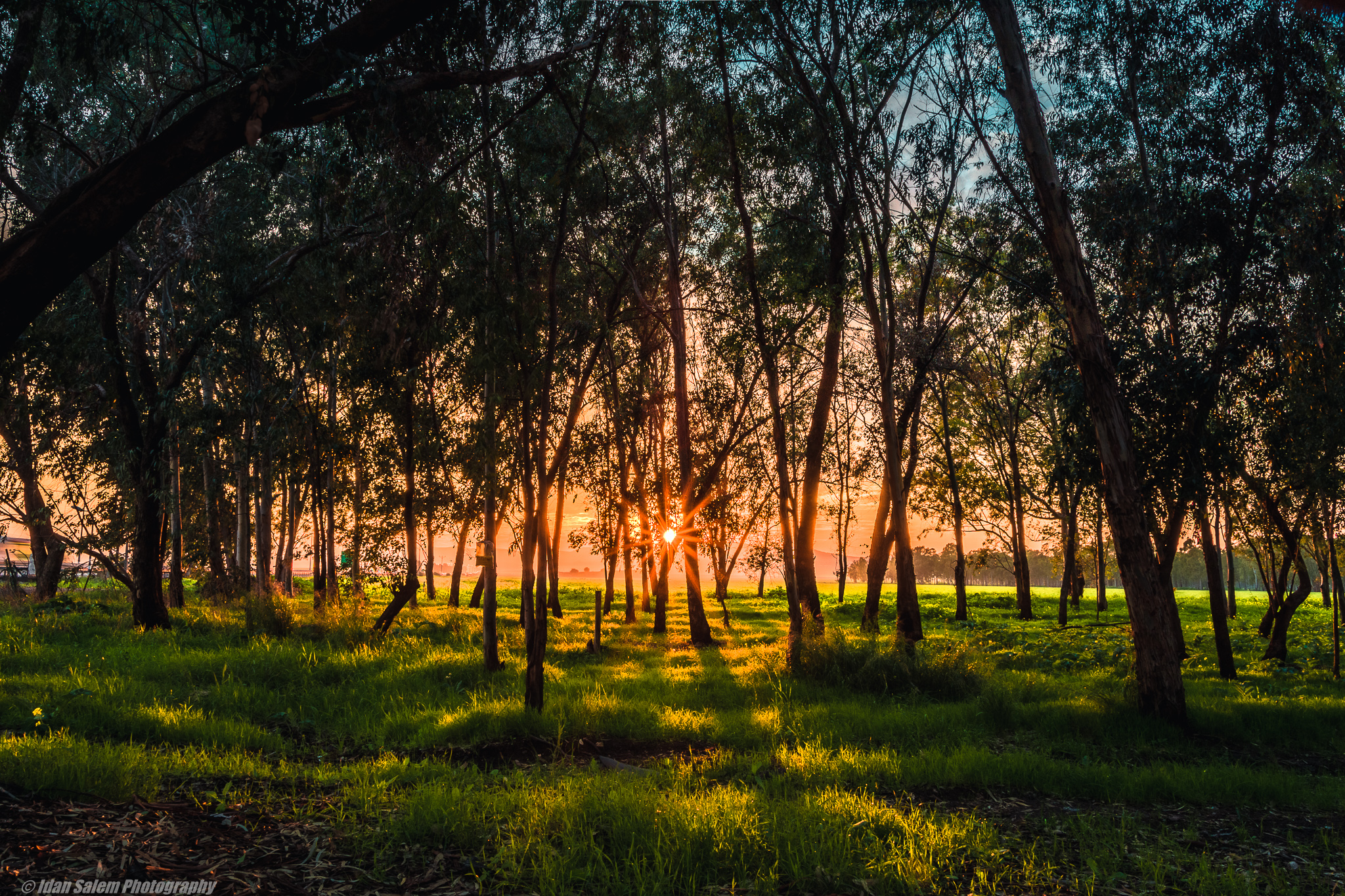 Entry 177284 in Portfolio by Idan Salem Photography
