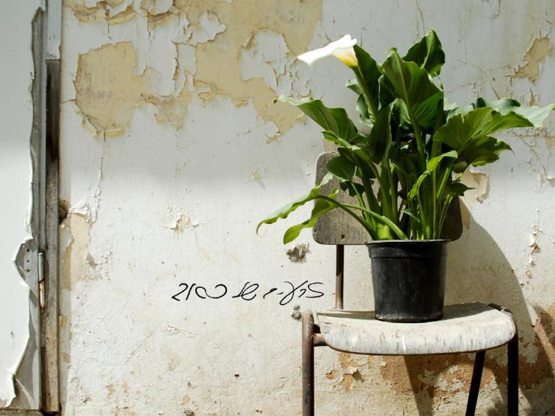 Entry 20123 in Portfolio by יסמין ואריאל - בית של עיצוב