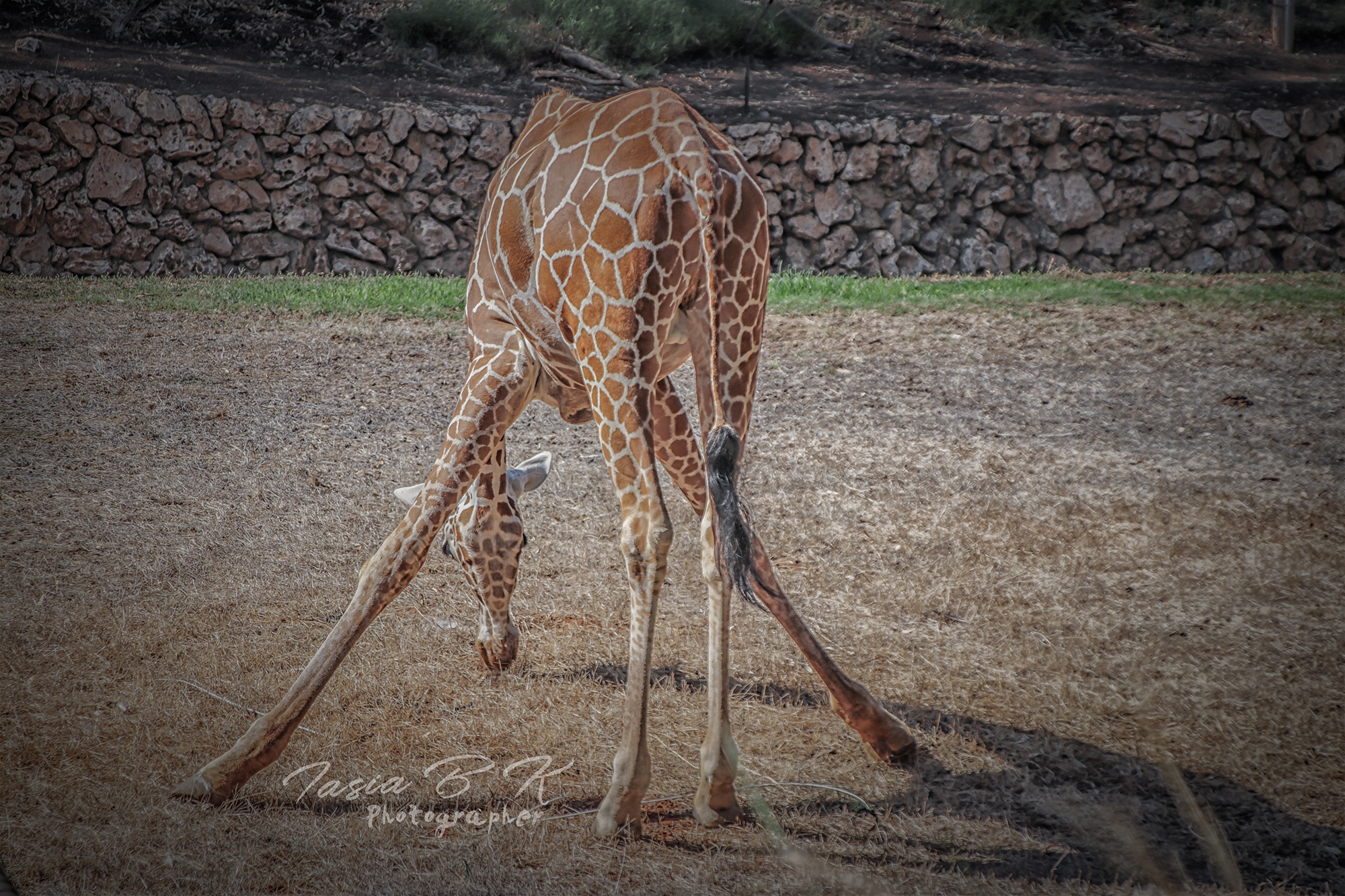 Entry 230094 in Portfolio by artshineart artshineart