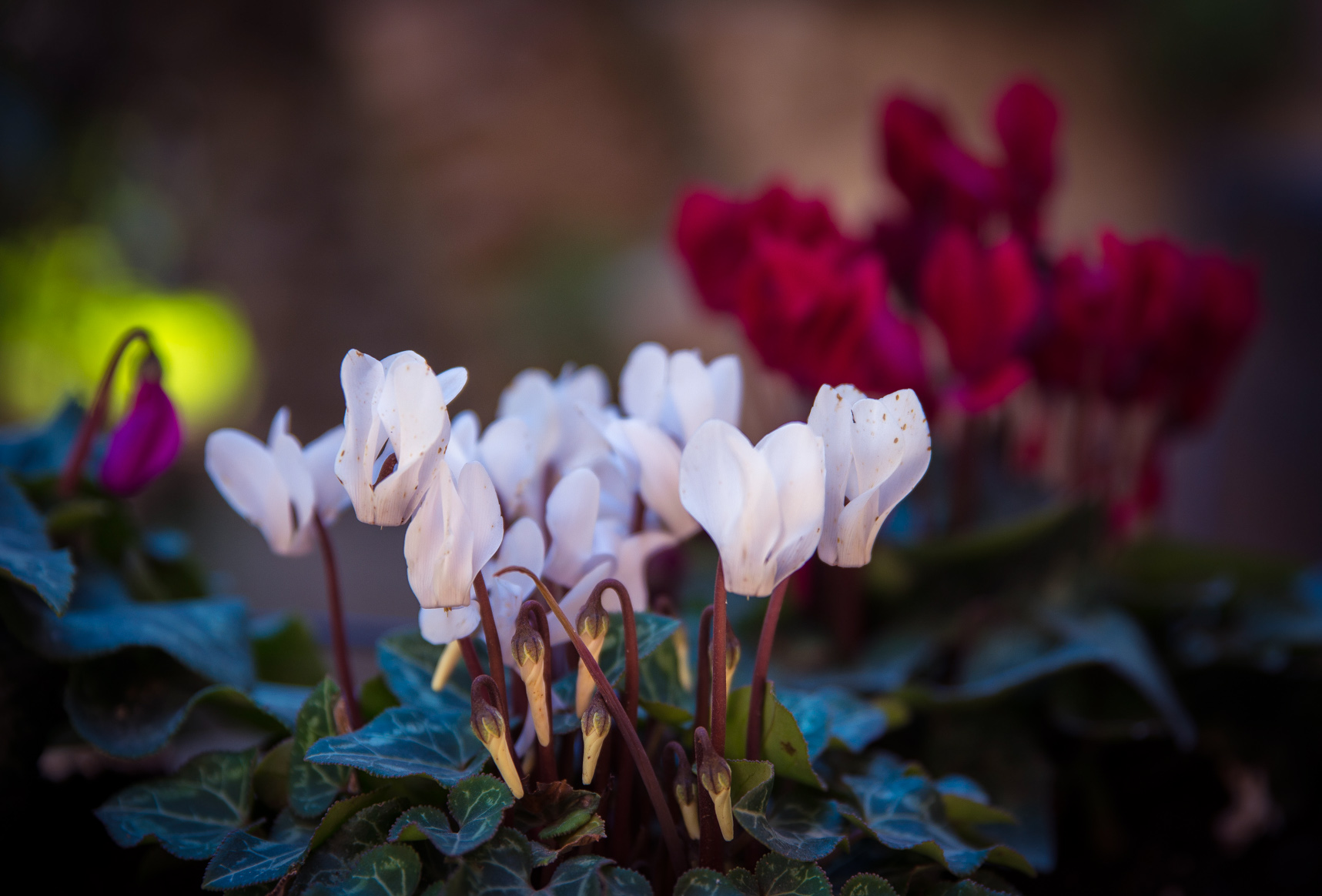 Entry 121508 in Miscellaneous by Ron Stollman Photography